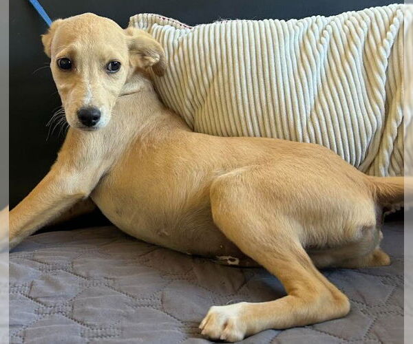 Medium Photo #5 Chihuahua-Unknown Mix Puppy For Sale in San Diego, CA, USA