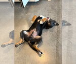 Small #3 Mutt