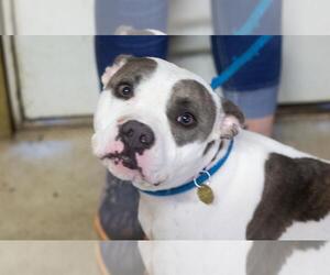 Mutt Dogs for adoption in Mountain Home, AR, USA