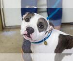 Zoey - Female Mutt Dog for Adoption - Small photo