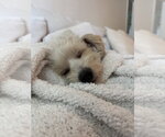 Small #2 Poodle (Miniature) Mix