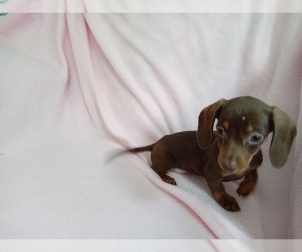 Medium Photo #4 Dachshund Puppy For Sale in LAUREL, MS, USA