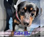 Small #10 Dachshund