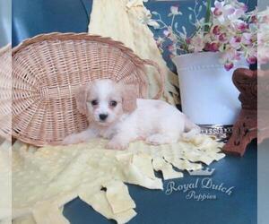 Cavachon Puppy for sale in LE MARS, IA, USA