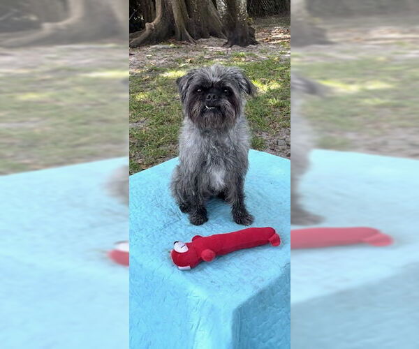 Medium Photo #4 Shih Tzu Puppy For Sale in Weston, FL, USA