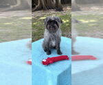 Small #3 Shih Tzu