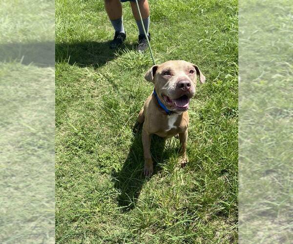 Medium Photo #3 Mutt Puppy For Sale in Abbeville, LA, USA