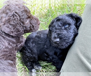 Lagotto Romagnolo-Poodle (Standard) Mix Puppy for sale in DALLAS, TX, USA