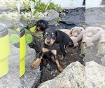 Small Photo #16 Doberman Pinscher Puppy For Sale in CAMPTON, KY, USA