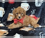 Small #1 Cavapoo