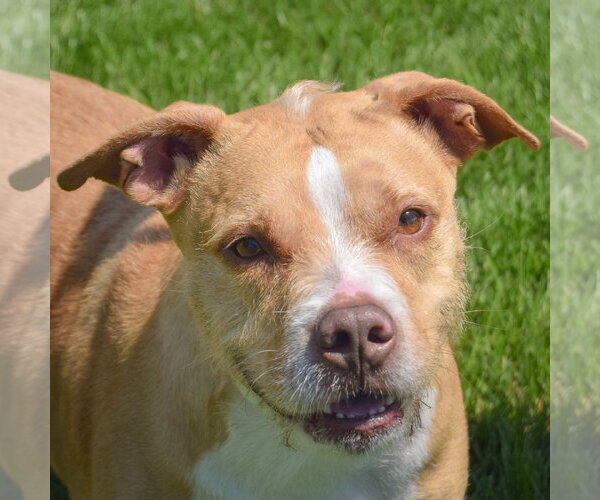 Medium Photo #1 American Staffordshire Terrier-Unknown Mix Puppy For Sale in Huntley, IL, USA