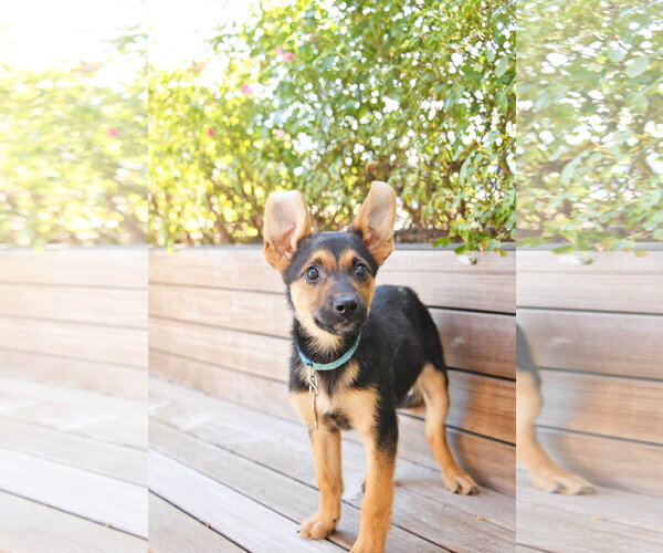 Medium Photo #1 German Shepherd Dog-Unknown Mix Puppy For Sale in Sandy, UT, USA