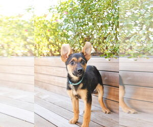 German Shepherd Dog-Unknown Mix Dogs for adoption in Sandy, UT, USA