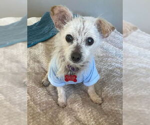 Chihuahua-Unknown Mix Dogs for adoption in San Diego, CA, USA