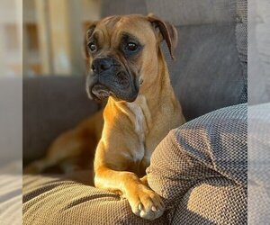 Boxer Dogs for adoption in Vail, AZ, USA