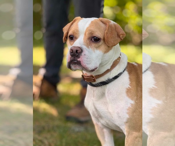 Medium Photo #3 Cocker Spaniel-French Bulldog Mix Puppy For Sale in Westwood, NJ, USA