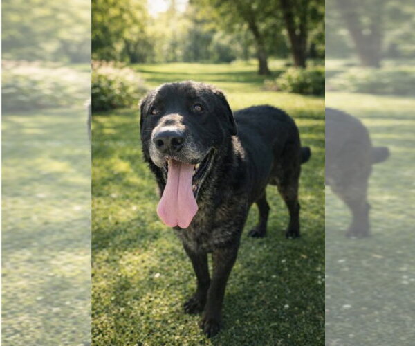 Medium Photo #1 Labrador Retriever Puppy For Sale in Forest, VA, USA
