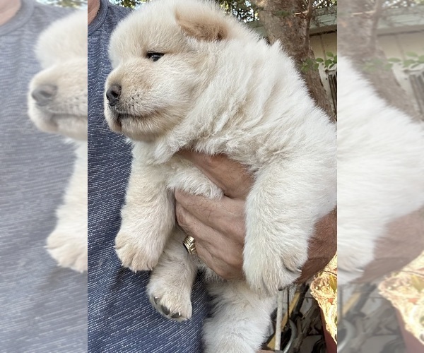 Medium Photo #6 Chow Chow Puppy For Sale in FONTANA, CA, USA