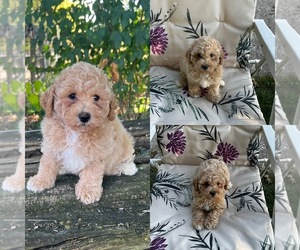 YorkiePoo Puppy for sale in BELDING, MI, USA