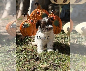 Medium Schnauzer (Miniature)
