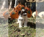 Puppy Puppy 2 Schnauzer (Miniature)