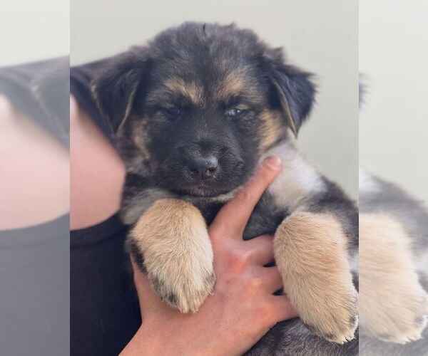 Medium Photo #2 Bernese Mountain Dog-Unknown Mix Puppy For Sale in Dana Point, CA, USA