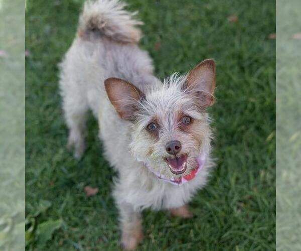 Medium Photo #18 Border Terrier-Unknown Mix Puppy For Sale in San Diego, CA, USA