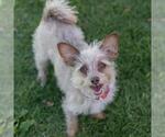 Small #17 Border Terrier Mix