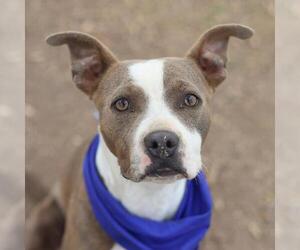 American Staffordshire Terrier-Unknown Mix Dogs for adoption in San Antonio, TX, USA