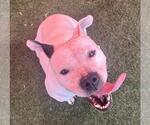 Small #6 American Pit Bull Terrier Mix