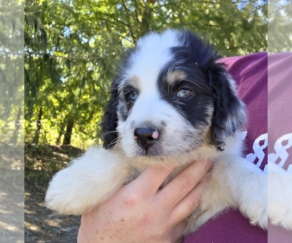 Medium Photo #14 Aussiedoodle Puppy For Sale in WILLS POINT, TX, USA