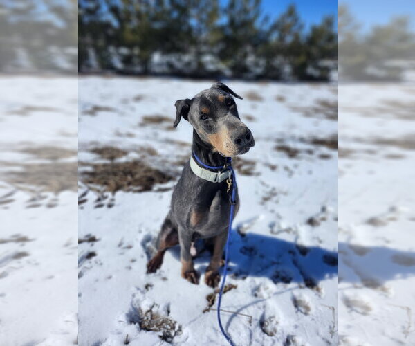 Medium Photo #3 Doberman Pinscher Puppy For Sale in Minneaoplis, MN, USA
