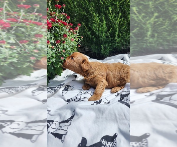 Medium Photo #4 Cavapoo mix (+ Poodle Miniature) Puppy For Sale in GREENWOOD, WI, USA