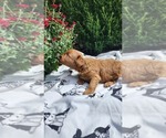 Small Photo #13 Cavapoo mix (+ Poodle Miniature) Puppy For Sale in GREENWOOD, WI, USA
