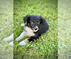 Australian Shepherd Puppy for sale in GENESEO, IL, USA