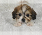 Small #1 Cavachon