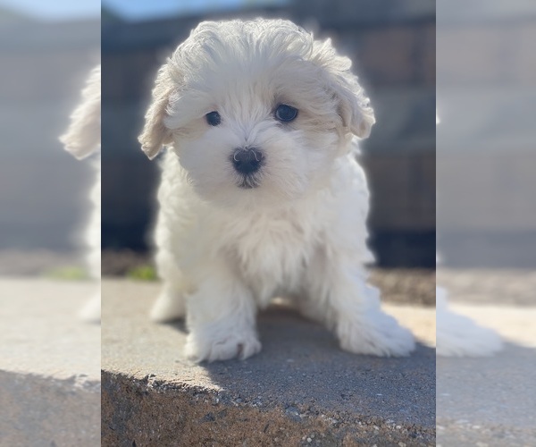 Medium Photo #1 Maltipoo Puppy For Sale in CANOGA, NY, USA