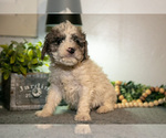 Small #1 Cavapoo (Miniature)