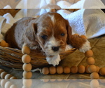 Puppy Kelly Cavapoo (Miniature)