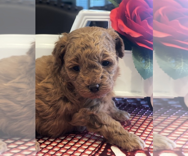 Medium Photo #4 Poodle (Toy) Puppy For Sale in KISSIMMEE, FL, USA