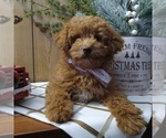 Small Photo #4 Poodle (Toy) Puppy For Sale in MILFORD, IN, USA