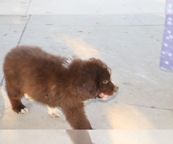 Medium Photo #2 Newfoundland Puppy For Sale in SHILOH, OH, USA