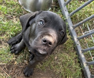 Cane Corso Puppy for sale in STONEBORO, PA, USA
