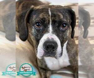 Boxer-Unknown Mix Dogs for adoption in Kennesaw, GA, USA