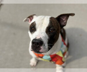 PARKER - Male Mutt Dog for Adoption - Photo #2