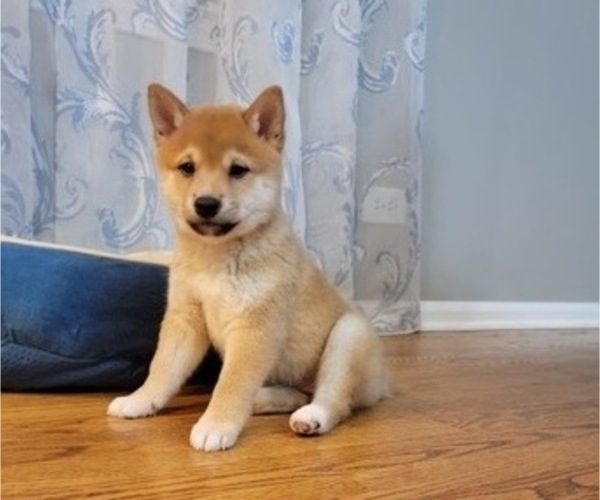 Medium Photo #25 Shiba Inu Puppy For Sale in CARPENTERSVILLE, IL, USA