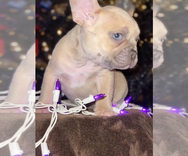 Medium Photo #3 French Bulldog Puppy For Sale in MOORE, OK, USA