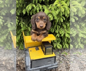 Dachshund Puppy for sale in MIDDLEBURY, IN, USA