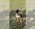 Small #3 German Shepherd Dog Mix