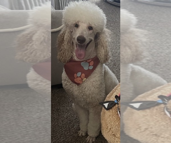 Medium Photo #1 Poodle (Standard) Puppy For Sale in TAMPA, FL, USA